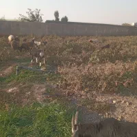 چند راس بزغاله و بز ابستن|حیوانات مزرعه|پاکدشت, پاکدشت (مامازند)|دیوار