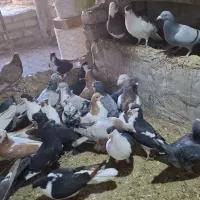 کبوتر پرشی|پرنده|اسفرورین, |دیوار