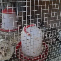 بلدرچین بومی