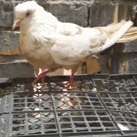 کبوتر دمبی