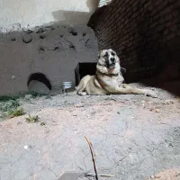 سگ افغان|سگ|قزوین, |دیوار