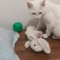 گربه پرشین|گربه|اردبیل, |دیوار