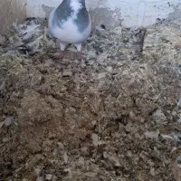 کبوتر بدرنگ نر بدون تو دست ودم