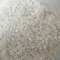 برنج فجر سوزنی