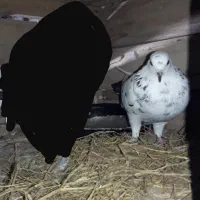 کبوتر سوسکی گمشده|پرنده|چابکسر, |دیوار