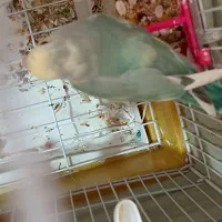 طوطی برزیلی خاص و زیبا|پرنده|تهران, حر|دیوار