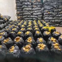 فروش عمده سیب زمینی آگریا بلژیکی قیمت مناسب