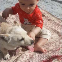 سگ نر پاکوتاه