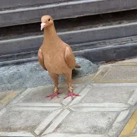 ماده زرد کرمونی