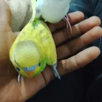 مرغ عشق
