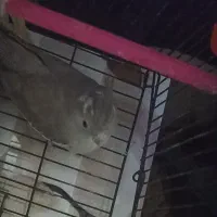 عروس هلندی وایت فیس نسکافه ای بالغ نر و ماده آماده