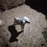 بره ماده