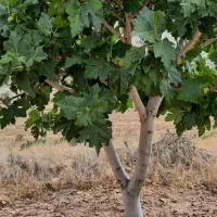 فروش انجیرستان