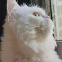 گربه پرشین ماده