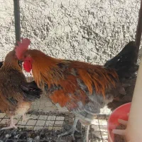 خروس محلی خالص|حیوانات مزرعه|مرودشت, فاز دوم شهرک فرهنگیان|دیوار