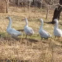 فروشی|حیوانات مزرعه|خوی, |دیوار