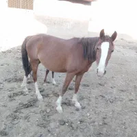 اسب مادیان با کره|اسب و تجهیزات اسبسواری|خرمآباد, |دیوار