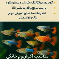 فروش ماهی گوپی