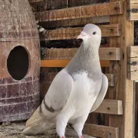 کفتر شهری سوسنی