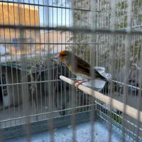 سهره قناری درشت و دهندار