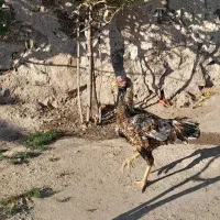 خروس لاری|حیوانات مزرعه|اردبیل, |دیوار