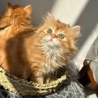 بچه گربه های سلامت iran cats