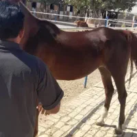 اسب عربی ماده قهوه ای|اسب و تجهیزات اسبسواری|صدرا-فارس, فاز ۱|دیوار