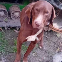 سک آرام مخصوص شکار