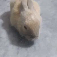 خرگوش خوشگل