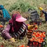 سرکارگر کشاورزی  چیدن سیب زمینی پیاز  گوجه.زعفران|خدمات باغبانی و درختکاری|کرمانشاه, |دیوار