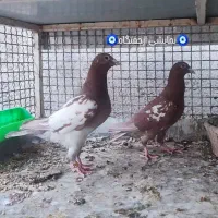 دورگ وپلاکی|پرنده|لنجان, |دیوار