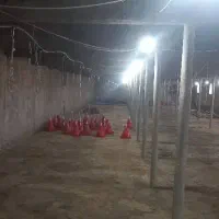مرغداری گوشتی