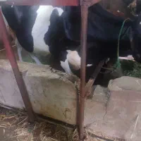 گاو هلشتاین باردار