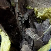 چوب زغالی|کالسکه و لوازم جانبی|همدان, |دیوار