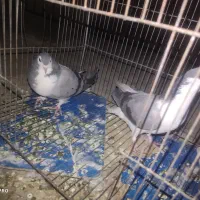 کفتر دمگیر ماده، قزوینی، بدرنگ ،زیل نر