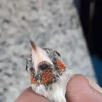 سهره ماده|پرنده|تهران, هرندی|دیوار