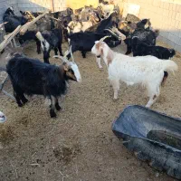 بز جوان شکم اول آبستن سر زا|حیوانات مزرعه|مرودشت, علیآباد|دیوار