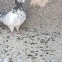 کبوتر|پرنده|یزد, |دیوار