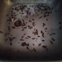 سمپاشی شهرری ولیعصر نواب پیروزی تهرانپارس کلمناطق