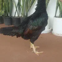 خروس ومرغ لاری ترک