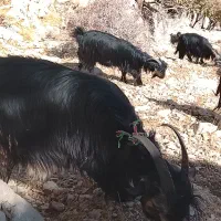 بز معاوضه بامیش|حیوانات مزرعه|ایذه, |دیوار