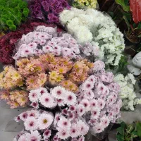 فروش ویژه گل داوودی فقط ۷۰