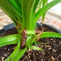 گل پاندانوس|گل و گیاه طبیعی|قزوین, |دیوار