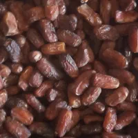 خرما پیارم|حراج|شیراز, زند|دیوار
