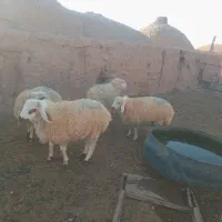 بره نر امسالی