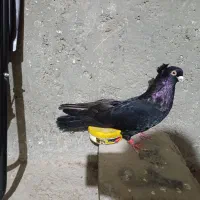 کبوتر صربستانی|پرنده|میاندوآب, |دیوار