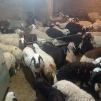 گوسفند زنده شبانه روزی باقصاب کل مناطق تهران|حیوانات مزرعه|تهران, نیروی هوایی (پیروزی)|دیوار