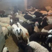 گوسفند زنده شبانه روزی باقصاب کل مناطق تهران|حیوانات مزرعه|تهران, پیروزی|دیوار