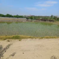 برنج شمالی درجه یک