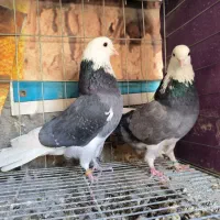 کبوتر شازده